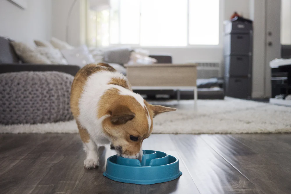 Outward Hound Fun Feeder Teal - Dogs - Bild 7