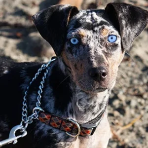 Training Collar-LARGE 1" Wide 18"-26"L