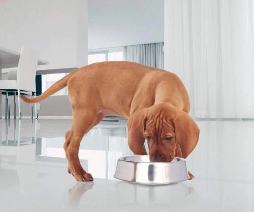 Anti-Ant Non Skid Stainless Steel Pet Bowl - Bild 4