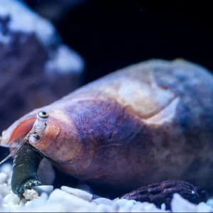Fighting Conch (Strombus alatus)