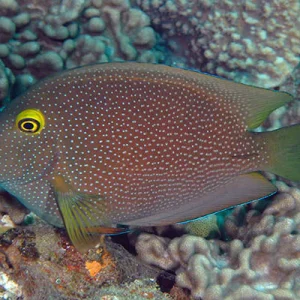 Indian Gold Ring/Squaretail Bristletooth Tang (Ctenochaerus Strigosus)