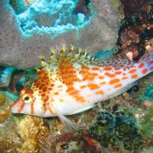 Falco Hawkfish (Cirrhitichthys Falco)