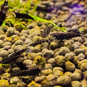 Chocolate Shrimp (巧克力蝦) (5pcs)
