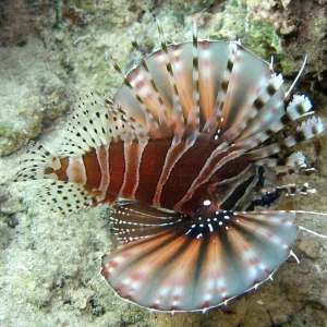 Dwarf Lionfish (Dendrochirus zebra)