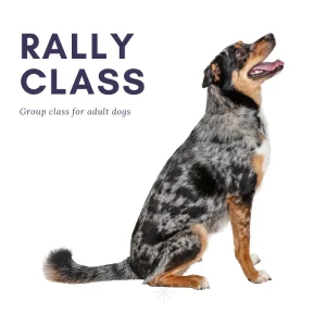 Rally Obedience - Allay Canine