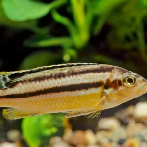 Auratus Cichlid (Melanochromis Auratus)(5pcs)