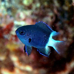 Bicolor Chromis (Chromis margaritifer)