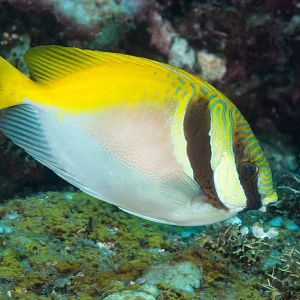 Double Barred Rabbitfish (Signaus virgatus)