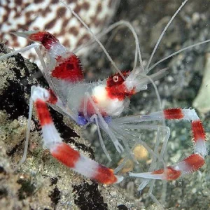 Banded Boxing Shrimp (Stenopus hispidus)