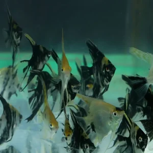 Angelfish (Juvenile) (Assorted) (5pcs)