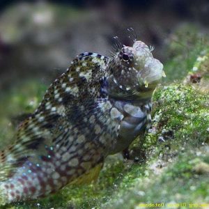 Algae Blenny (Salarias fasciatus)