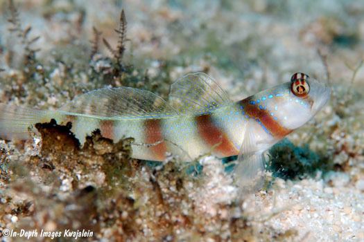 Wide Barred Shrimp Goby (Amblyeleotris Latifasciata) - Bild 2