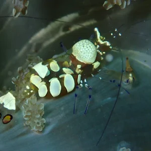Anemone Shrimp (Periclimenes brevicarpalis)