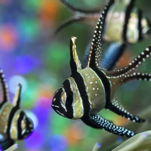 Banggai Cardinal (Pterapogon kauderni)