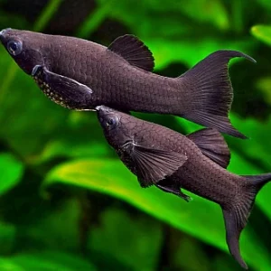 Black Molly (Poecilia sp.) (5pcs)