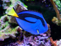 Blue Tang (Paracanthurus hepatus)