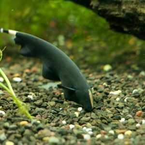 Black Ghost Knifefish (Apteronotus albifrons) (5pcs)