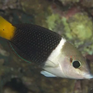Bicolor Wrasse (Hemigymnus Melapterus)