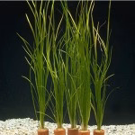 Vallisneria Nana